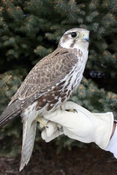 Possible Falconry Changes in Utah