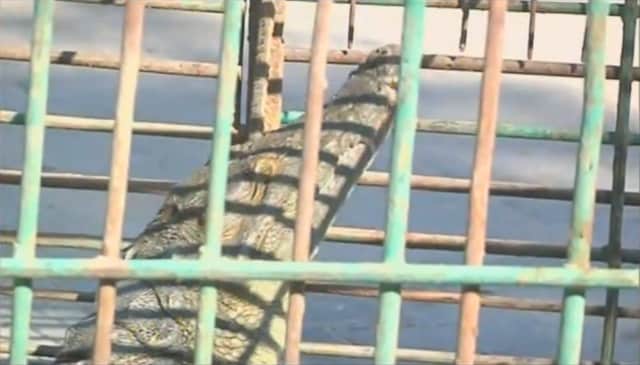 Two-year Terror Finally Ends after Authorities Capture Escaped Crocodile in Gaza