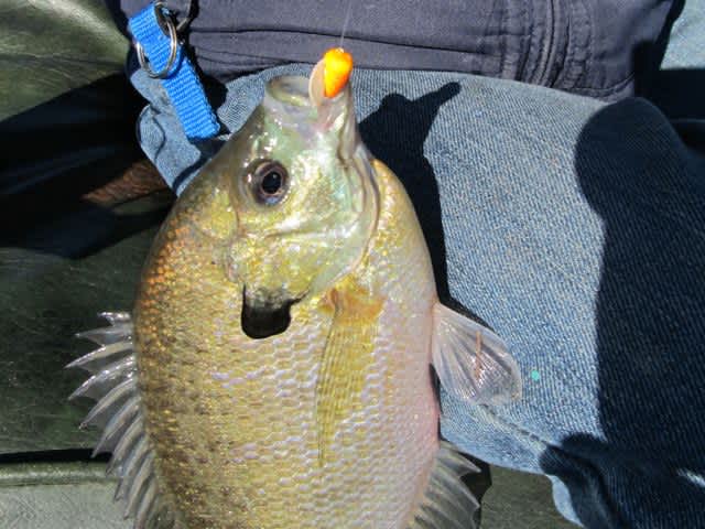 Accessing the Not-So-Accessible for Panfish Success