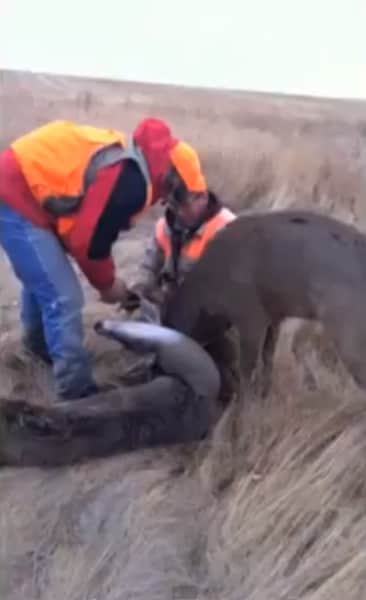 Video: Pheasant Hunters Free Desperate Antler-locked Deer