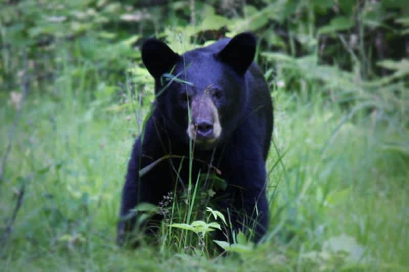 Seven-year-old Marylander Harvests Black Bear in State’s Five-day Season