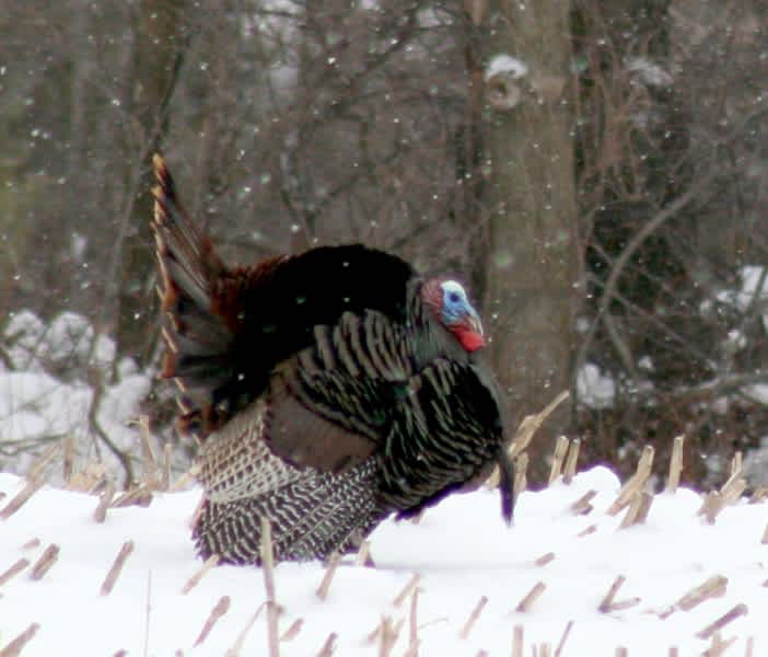 Vermont: the Wild Turkey Contributed to Thanksgiving