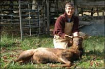 Arkansas Hunter Takes Elk on the Original 1981 Release Site