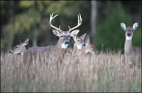 What’s the Statewide Seasonal Deer Limit in Arkansas? Six