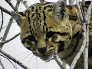 New Photos of Ocelot in Arizona’s Huachuca Mountains