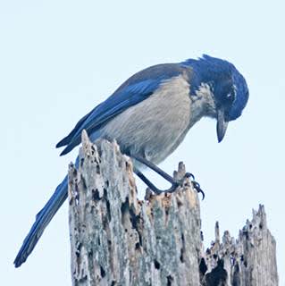 New Study Identifies California Bird as One of Rarest in U.S.