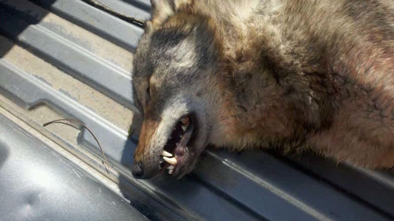 Possible Wolf/Coyote Hybrid Shot in Missouri, DNA Testing Underway