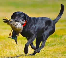 Seven Tips about Retrievers
