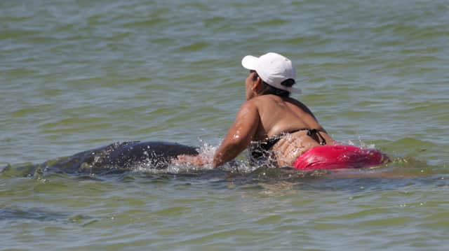 Florida Woman Photographed Riding a Manatee Arrested in Violation of Wildlife Act