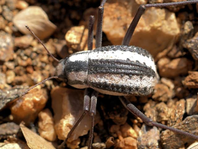 A Self-filling Water Bottle Inspired by the Namid Desert Beetle Could be on the Horizon
