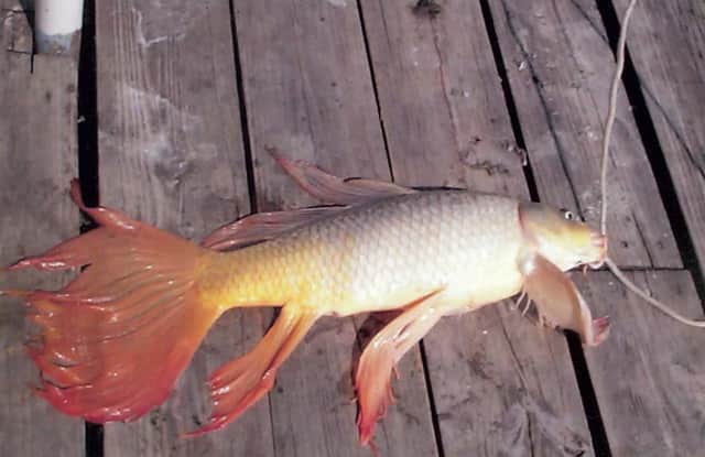 Texas Certifies Seven-pound State Record Goldfish (Update: Catch Misidentified)