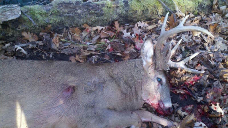 A Trophy Michigan Buck with Two Tales