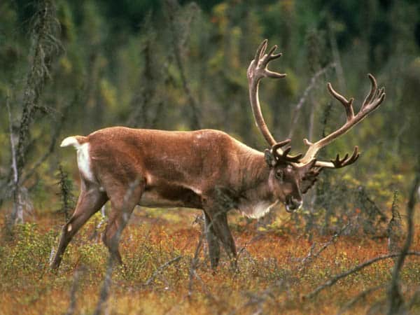 Planning a Caribou Dream Hunt with George Flournoy