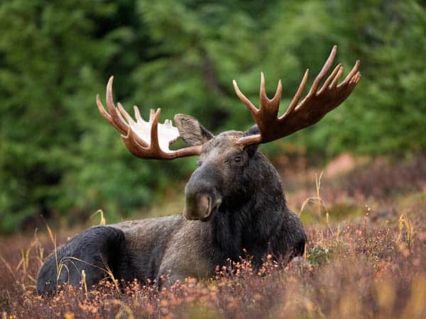 Making Your Dream Moose Hunt a Reality with George Flournoy