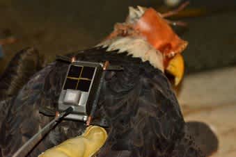 Rehabilitated, Satellite-tracked Bald Eagle Now Soars Free in Arizona