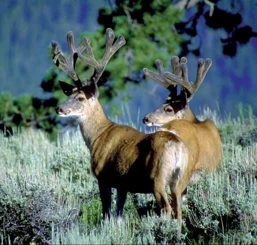 Utah Giving Young People a Chance to Hunt