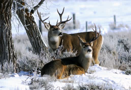 Utah Tells Nature Watchers “Don’t Feed the Deer”