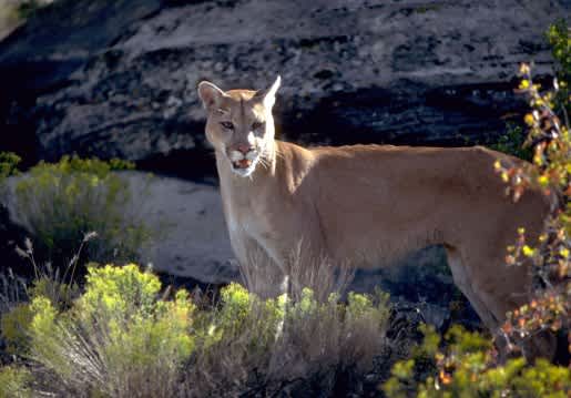 Tips to Stay Safe in Utah’s Cougar Country
