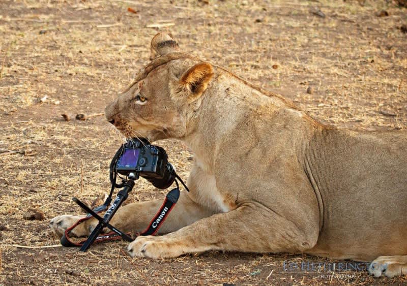 Photographer’s Camera Becomes Lioness’ Chew Toy