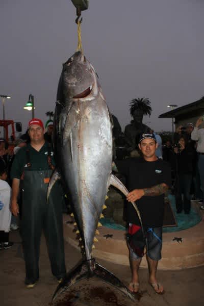Recently Caught Yellowfin Tuna Weighed 40 Pounds More Than World Record Contender