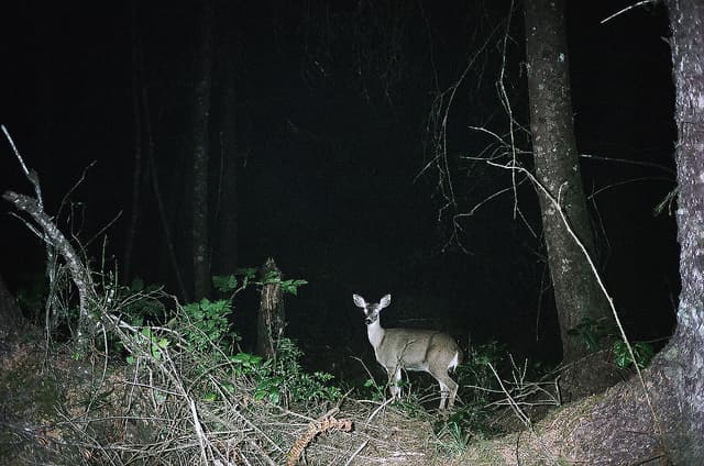 Judge Rules Against Spotlight Hunt for Deer in Wisconsin Native American Territory