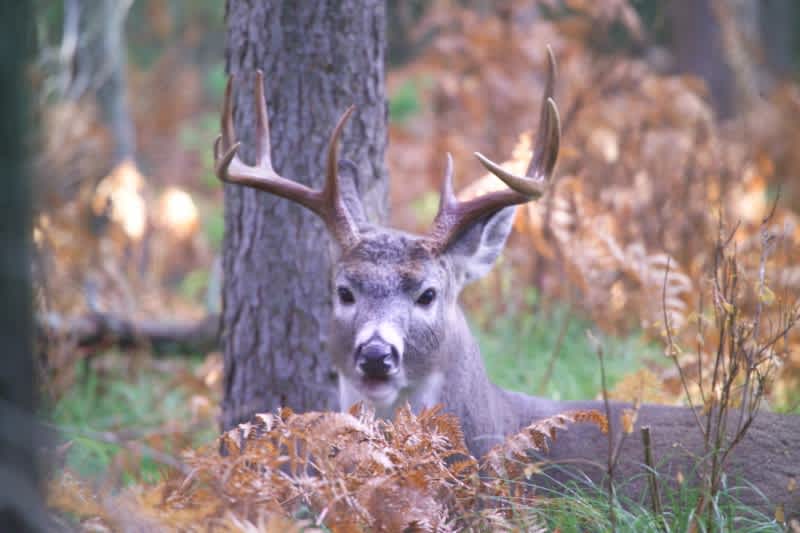 Indiana Man Poaches “Local Legend” Buck, Wants to Keep Trophy