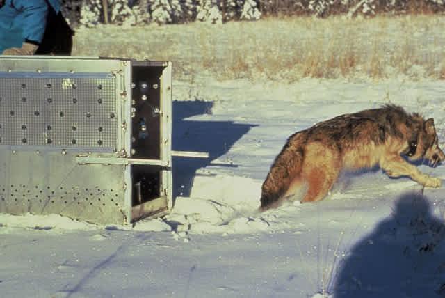 Montana Wolf Season Temporarily Shut Down Near Yellowstone After Collared Wolves Shot