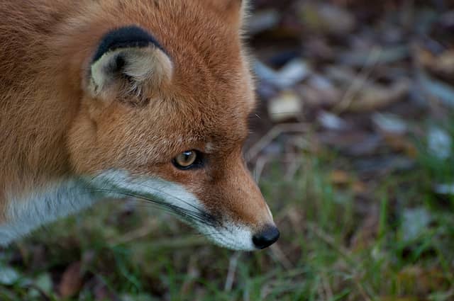 Fox Urine: Ideal for Preventing Christmas Tree Theft
