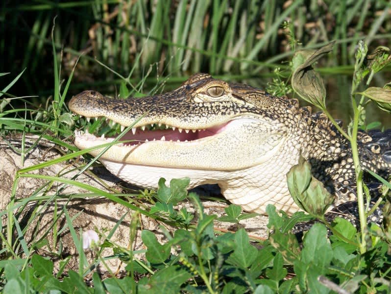 Alligator Populations in Alabama