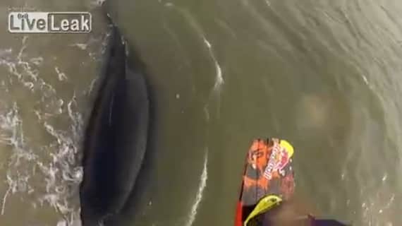 Video: Kitesurfer Nearly Collides with Beached Whale on Sandbar
