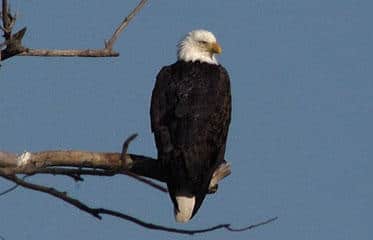 Kansas’ Tuttle Creek Lake Hosts Annual Eagle Day January 5