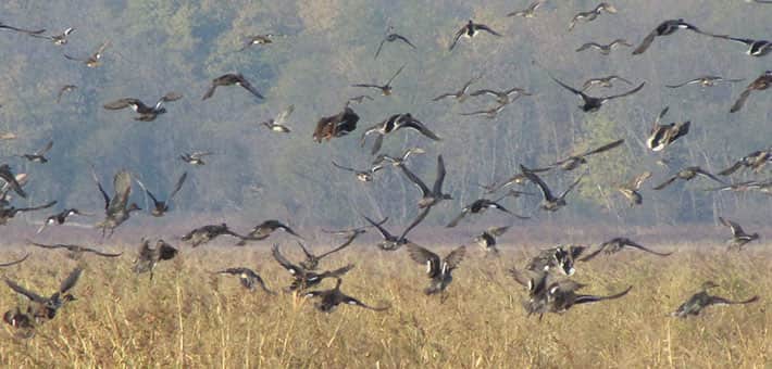 Two Rivers National Wildlife Refuge an Overwhelming Success for Waterfowl
