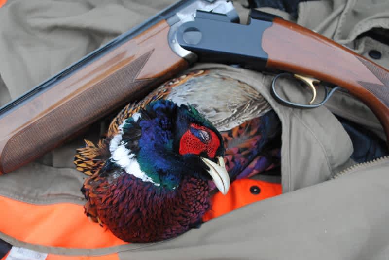 Roughing it for a Rooster in Michigan’s Late Pheasant Season
