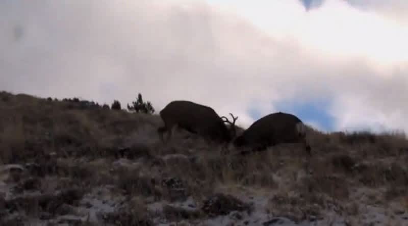 Video: Caught in the Midst of an Epic Buck Battle
