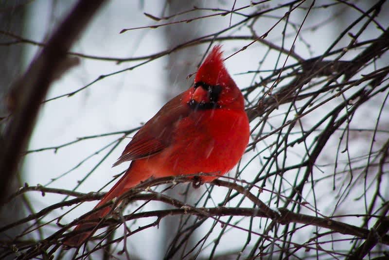 Vermont Birders Join in on Annual Christmas Bird Count