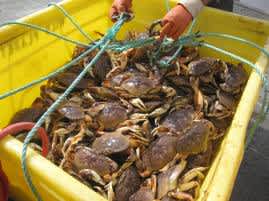 Commercial Dungeness Crab Season in Northern Region Further Delayed