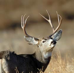 How Scent Control Helps Bowhunters