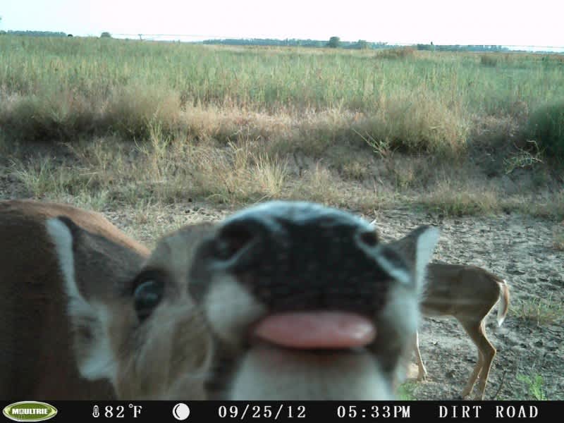 Trail Cams: Tools or Torture?