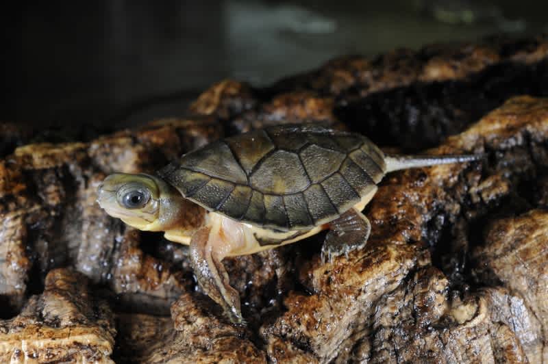 Extremely Rare Turtles Hatched at Bronx Zoo