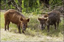Felsenthal NWR Feral Hogs Infected with Swine Brucellosis and Pseudorabies in Arkansas