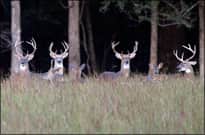 All-time Arkansas Deer Harvest Record Surpassed