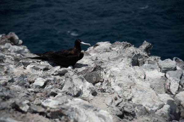 Globally-threatened Bird Found on Remote Island after 180-year Absence