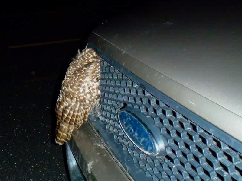 Barred Owl Survives Harrowing Collision with Truck Grill