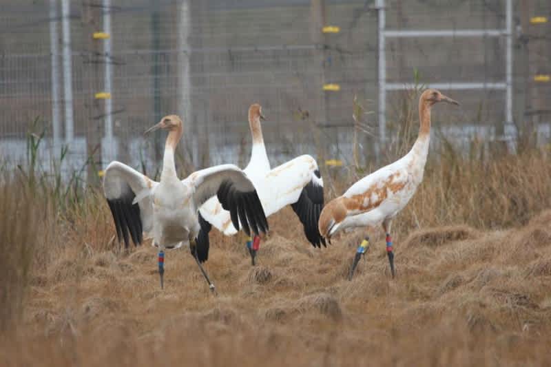 Third Cohort of Whooping Cranes Released at Louisiana’s White Lake WCA
