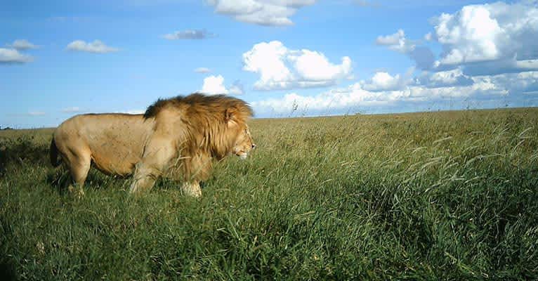 Scientists Crowdsource Identification of Serengeti Wildlife Through Camera Trap Images