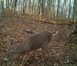 Whitetail Bowhunting: Missed Opportunities