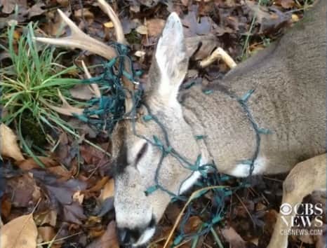 Deer Tangled in Christmas Lights Tranquilized to Prevent Asphyxiation