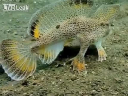 Video: Rare Australian Fish with “Hands”