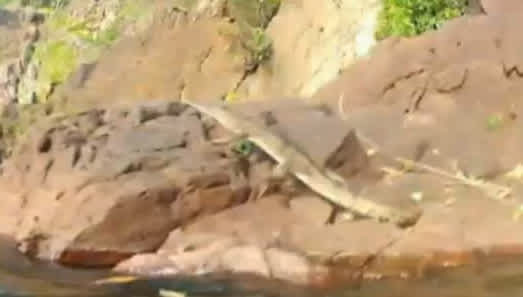 Video: Crocodile Acrobatics in an Australian National Park