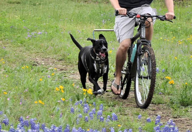 WalkyDog Bike Leash Safely Tethers Your Dog for the Bike Ride